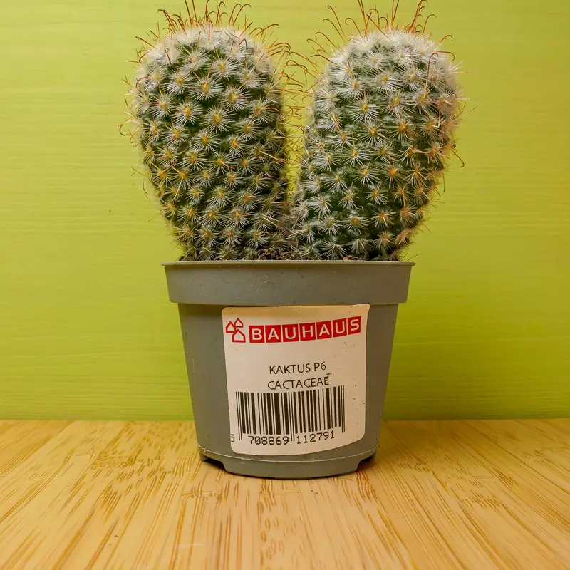 A small cactus from Bauhaus in a grey 6 cm nursery pot