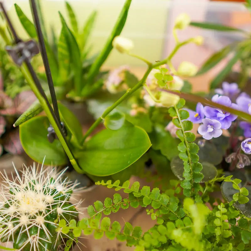 A tray of small plants: fittonia, a cactus, a fern, violets and an orchid