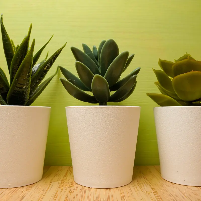 Three artificial succulents from IKEA in small white 6 cm pots