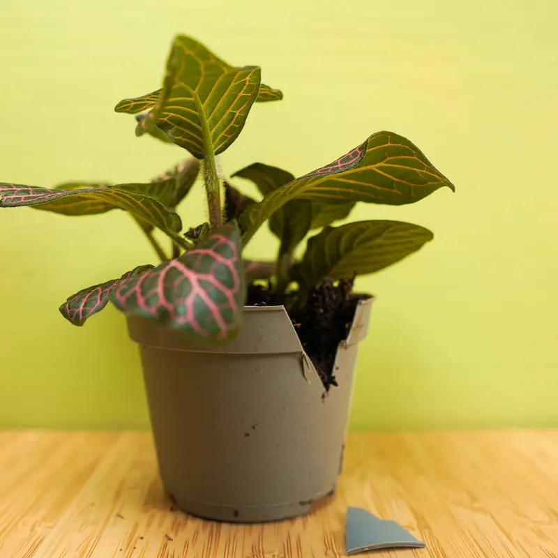 A fittonia in a grey nursery pot whose rim has been cut down, the cut-off piece lying beside it